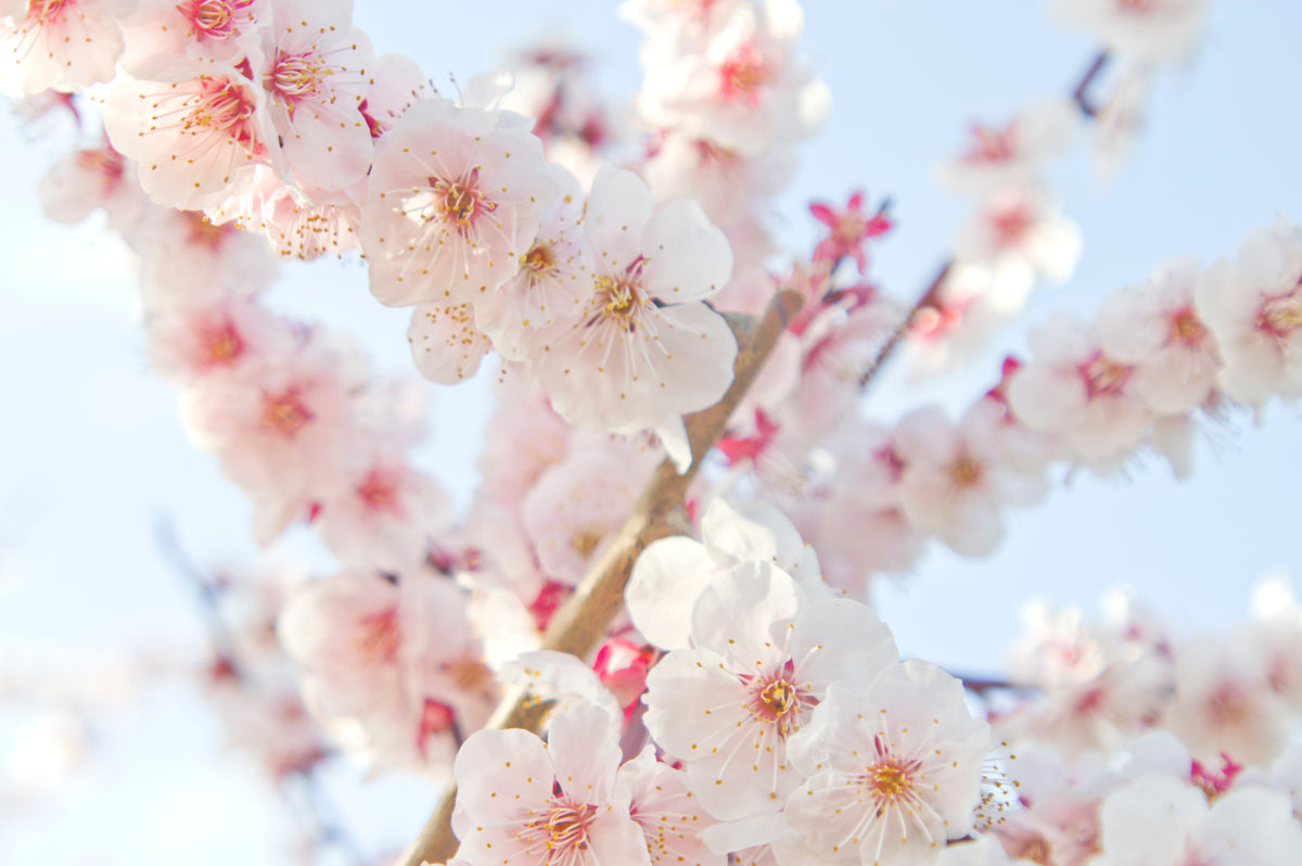 Close-up of delicate pink cherry blossoms in full bloom on tree branches, set against a soft blue sky. The flowers have light petals with yellow stamens and hints of red at the center.