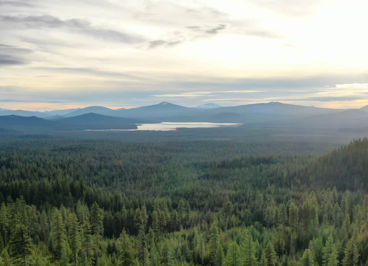 A vast forest of evergreen trees stretches toward a distant lake, with rolling mountains and a cloudy sky in the background, softly lit by the setting or rising sun.